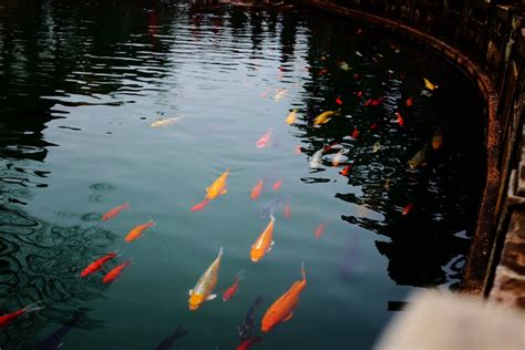 金魚養法|金魚飼養指南：8個養殖技巧，新手必讀！ 